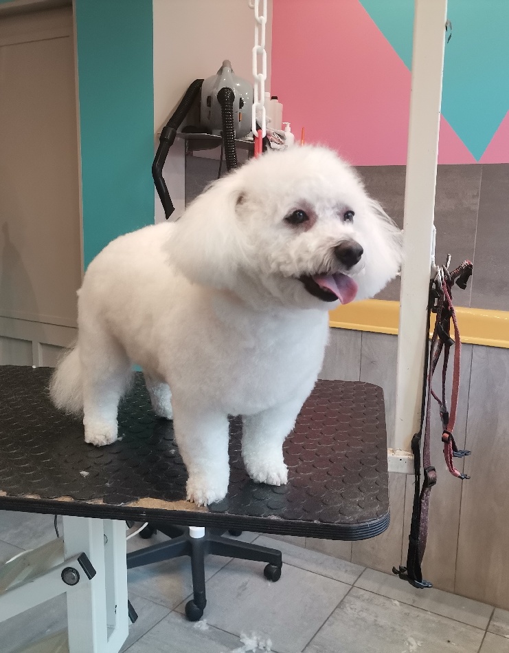 Bichon frisé 