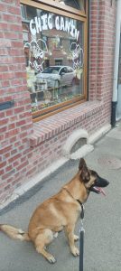 Berger Malinois Chic Canin Bailleul