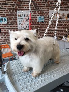 Westi Chic Canin Bailleul