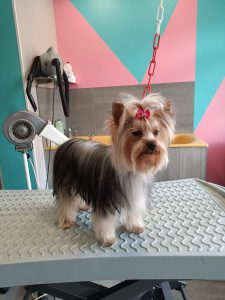 Yorkshire Chic Canin Bailleul