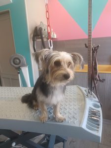 Yorkshire Chic Canin Bailleul