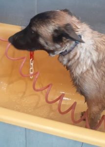 bain chien